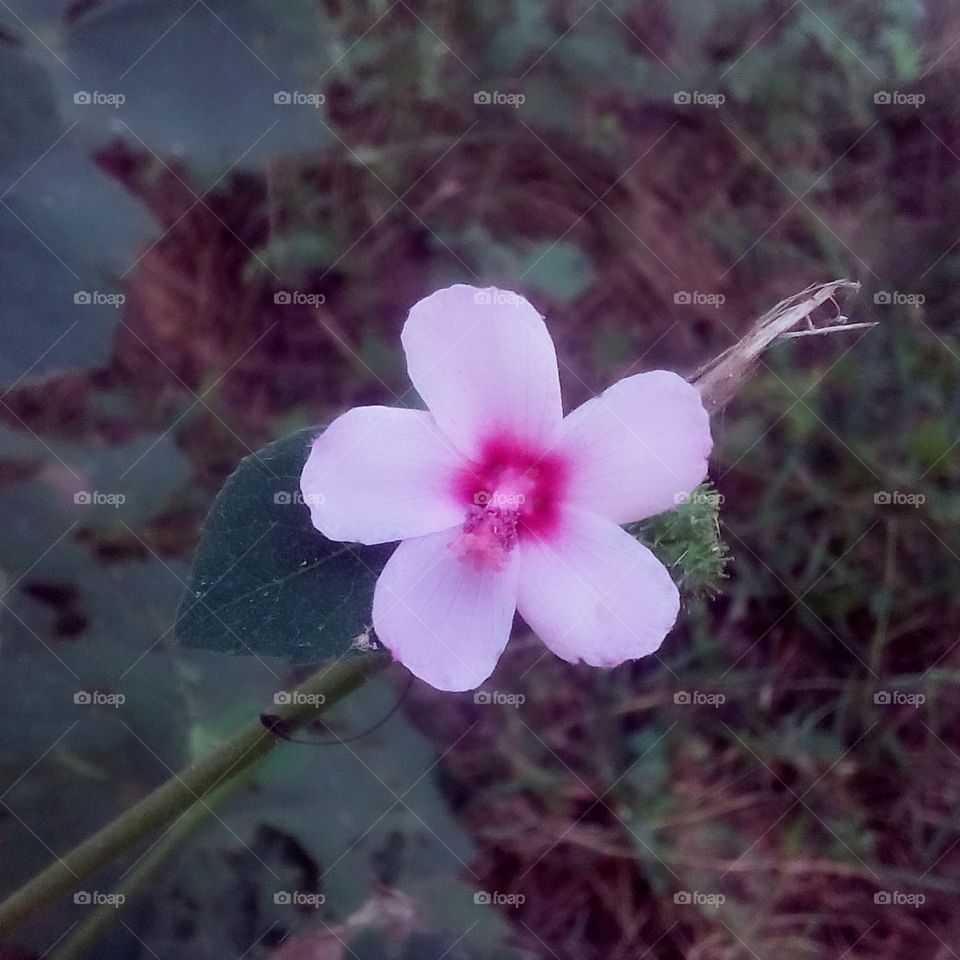 Flower, Nature, No Person, Flora, Petal