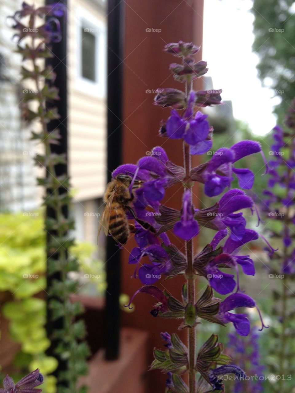 Bees and purple salvia
