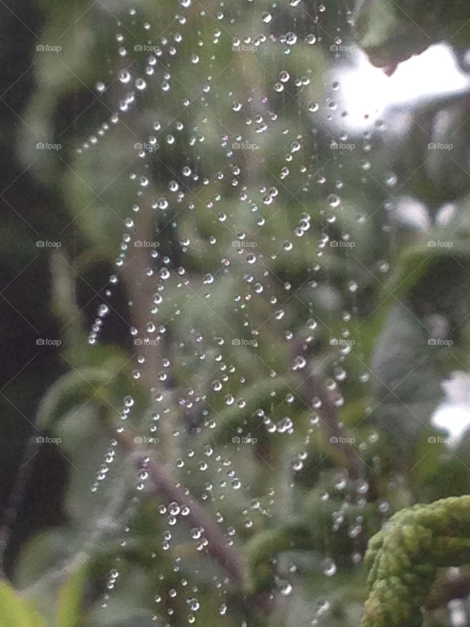 Raindrops on the spiders web