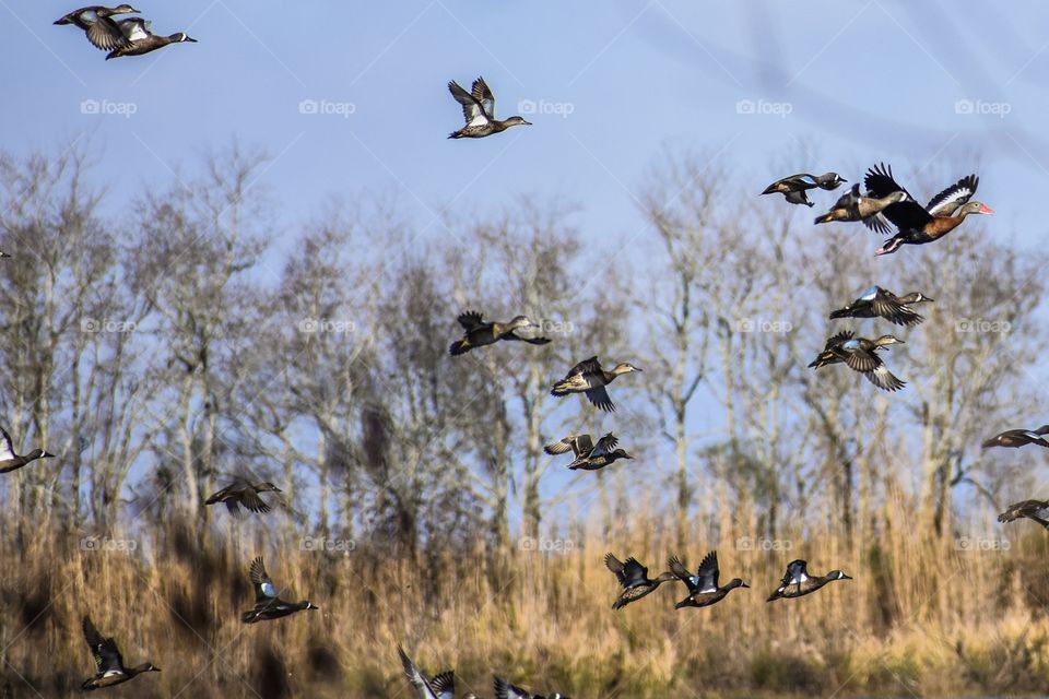 Birds flying in a sky