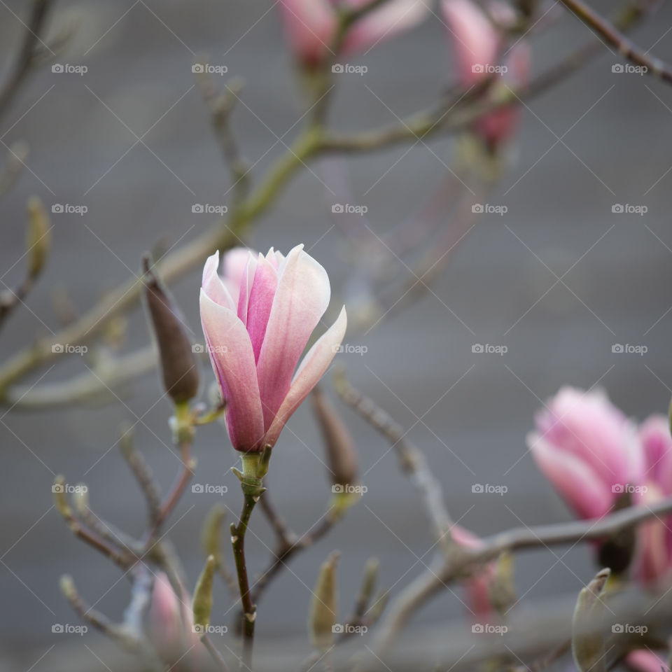 Spring flowers in London