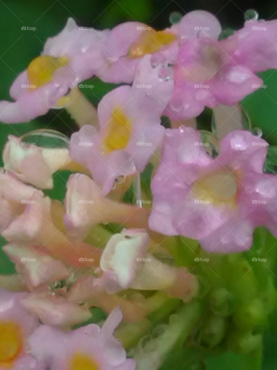 The beautiful mezenta color flower he is called Putus pull.