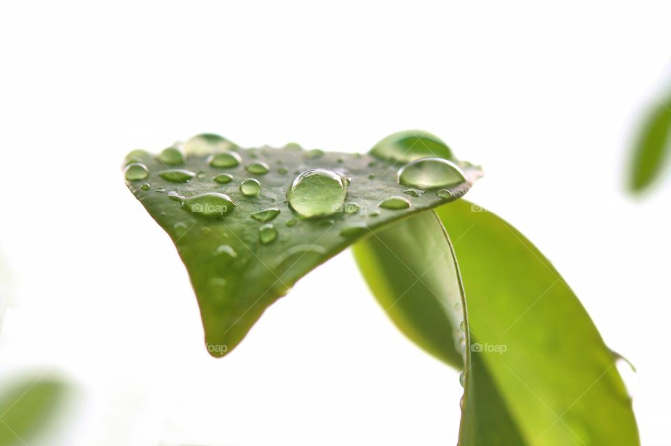 Water drops on green leaves