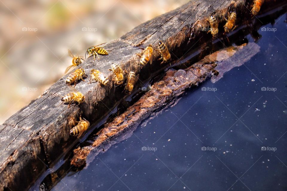 Bees sit on the edge of a pot to drink water