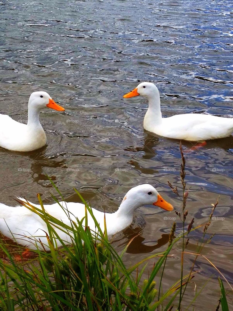 White Ducks in the Lake