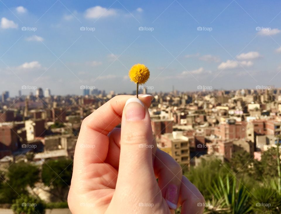 One flower in a hand above the big city Cairo 