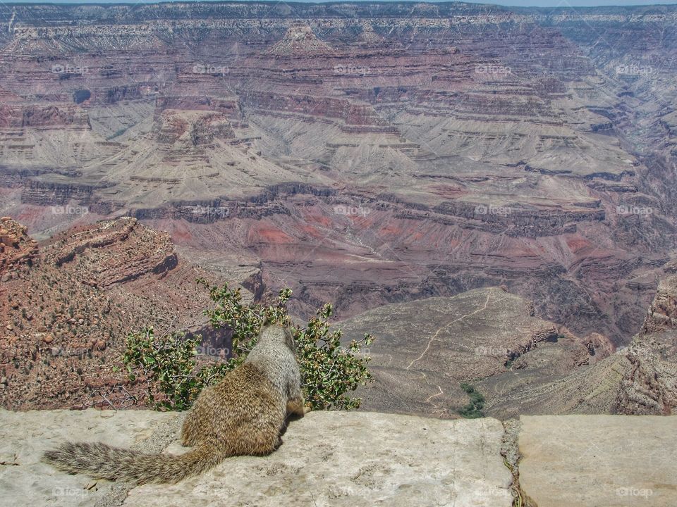 Squirrel at Grand Canyon
