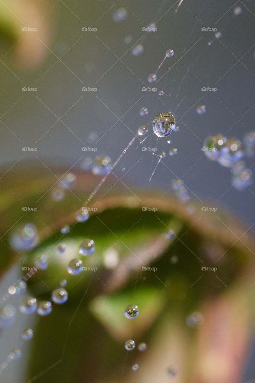 Spider web after rain