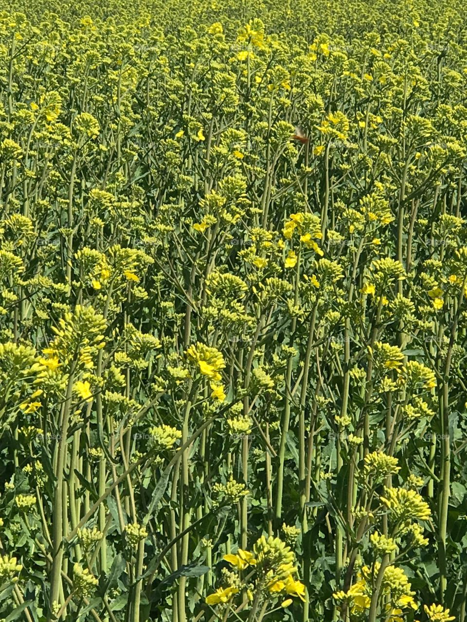 Field, Flower, Nature, Flora, Summer