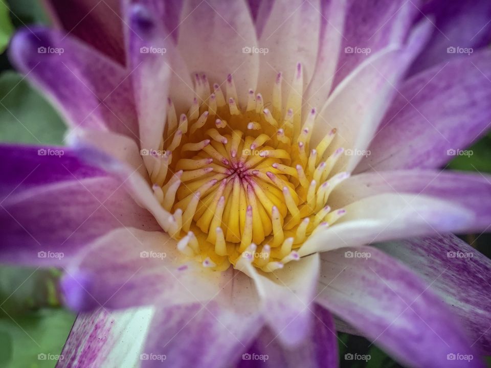 Beauty lotus