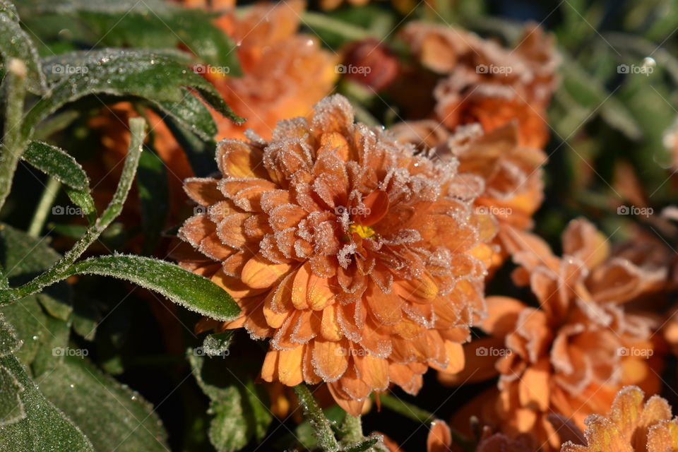 frosted orange mums