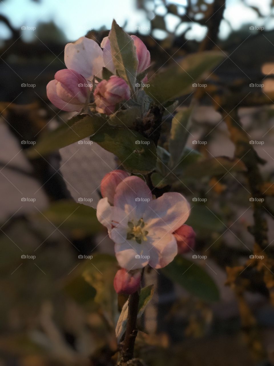 Apple blooming