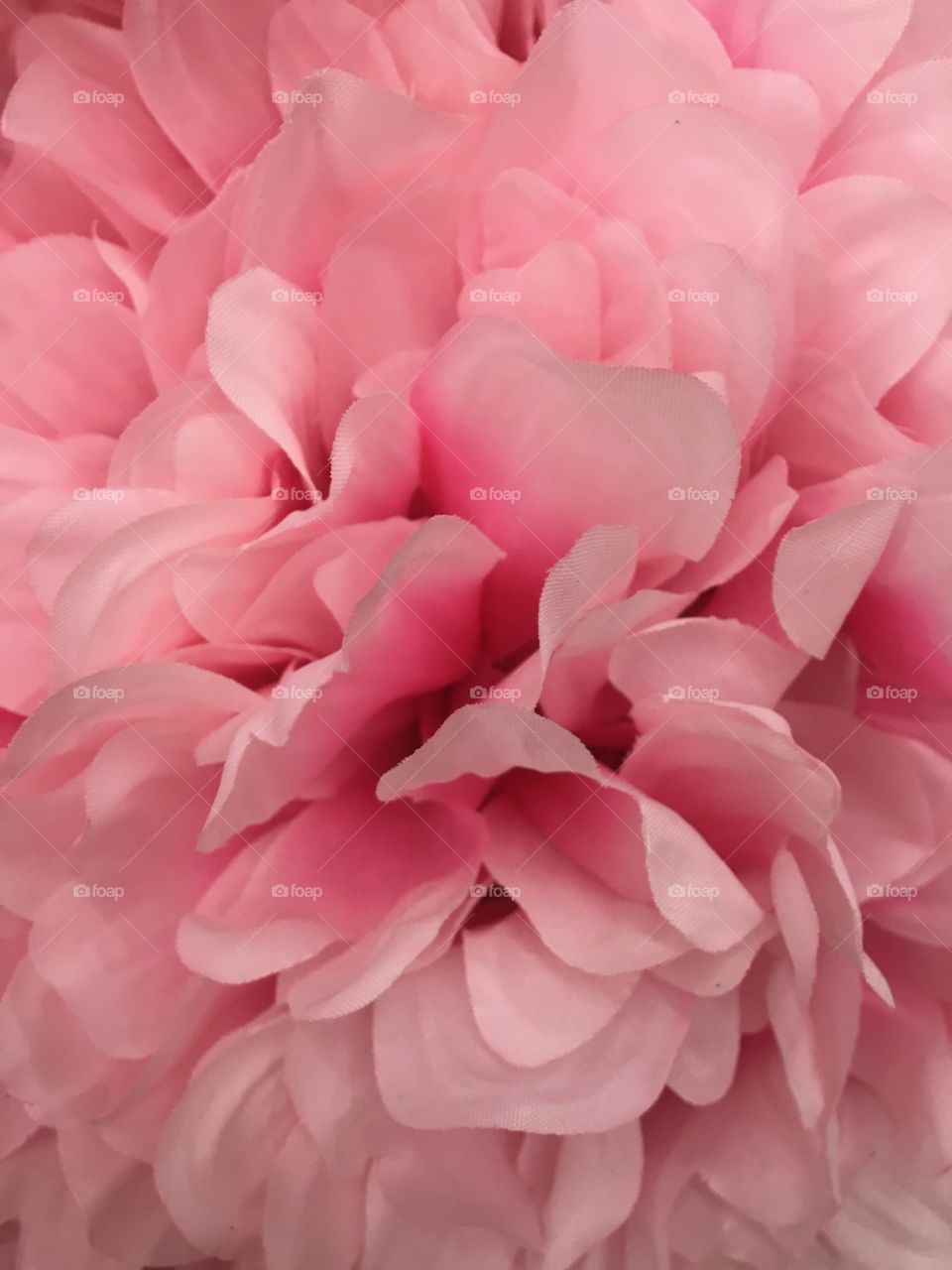 Pink petals 