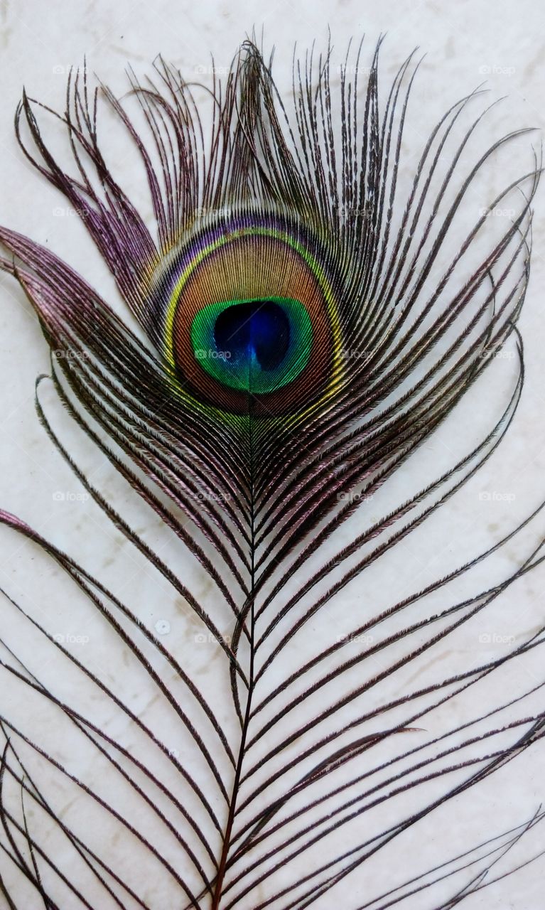 beautiful feather