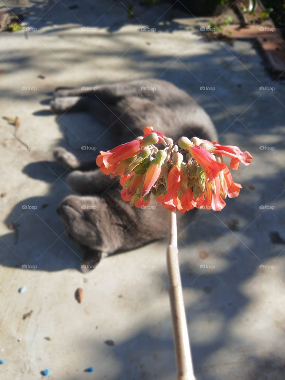 flower and cat