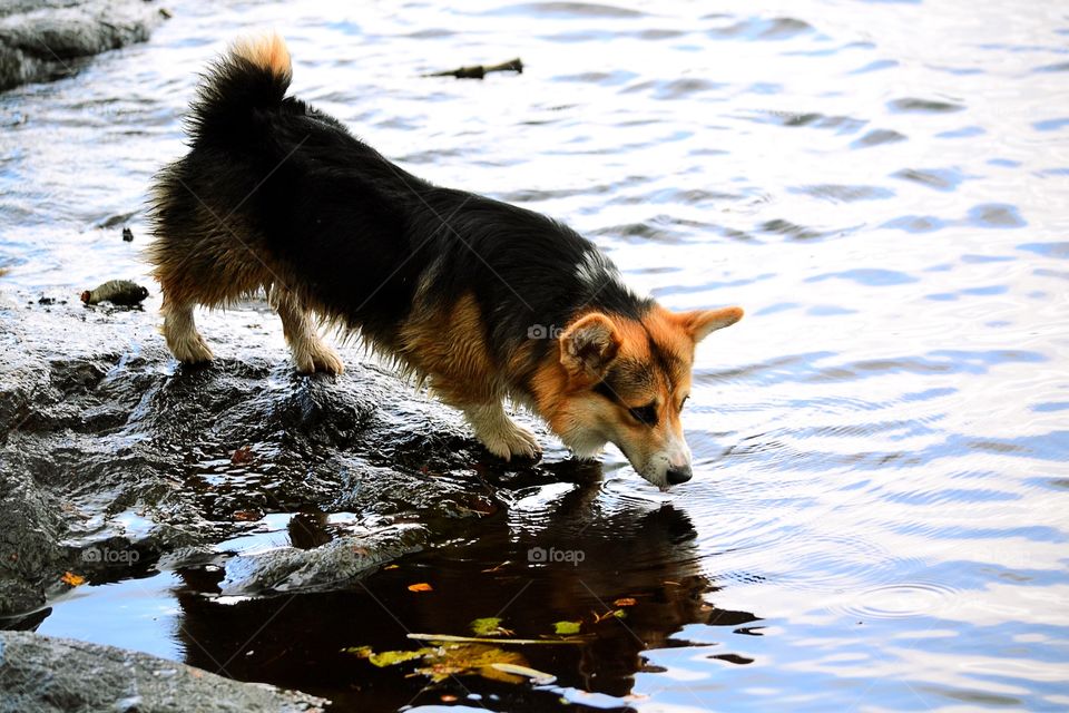 Dog drinking in the lake