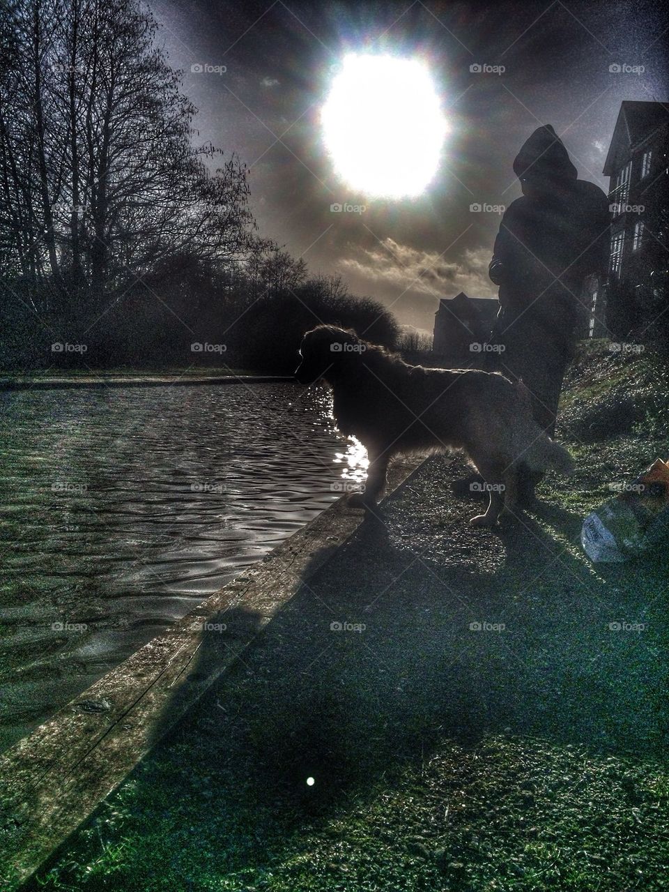 Nocas - Golden Retriever