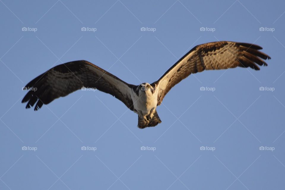 Osprey in florida