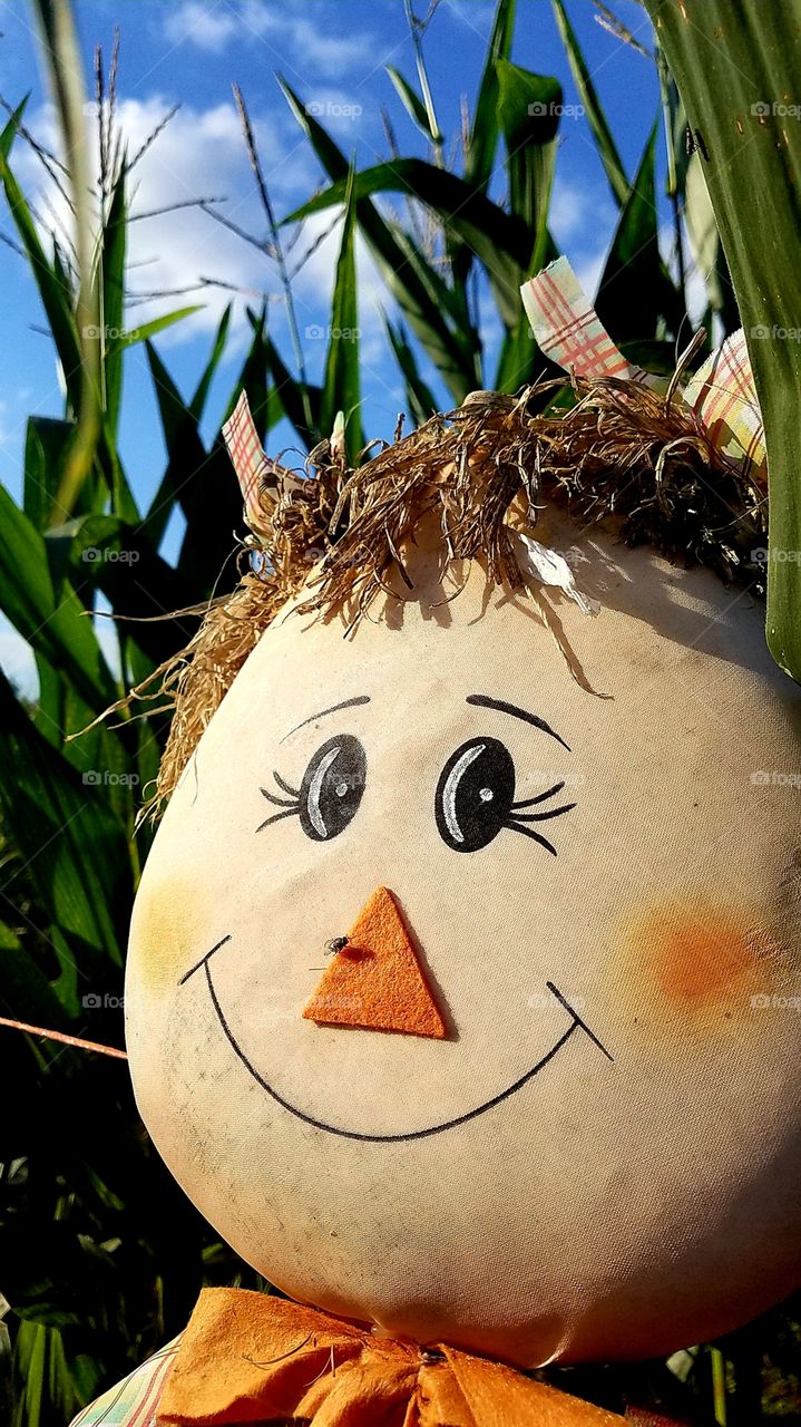 A friendly scarecrow In the middle of a cornmaze.