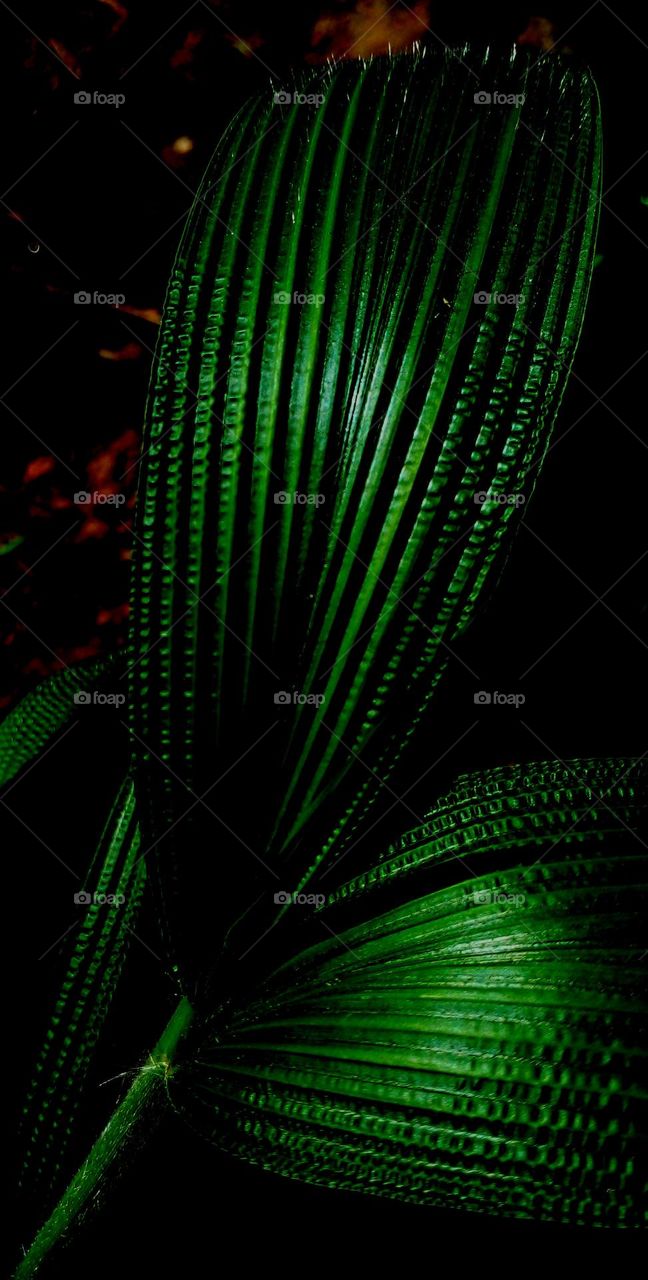 naturelove, green, plants