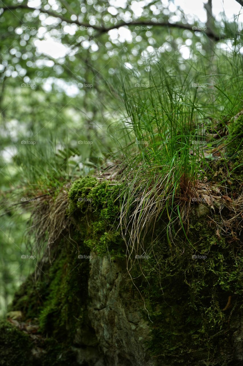 Aside Bigăr Creek