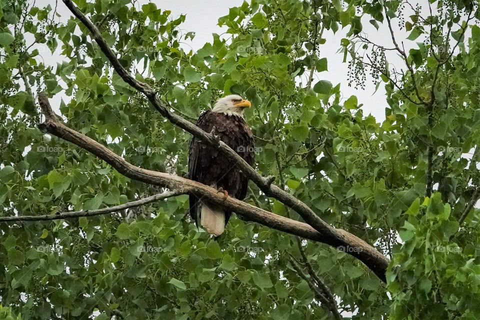 A adult Bald Eagle sits on a branch surveying the landscape for its next meal
