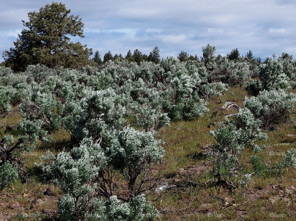 Bright and shiny sagebrush on a hill in the spring in Eastern Oregon. 