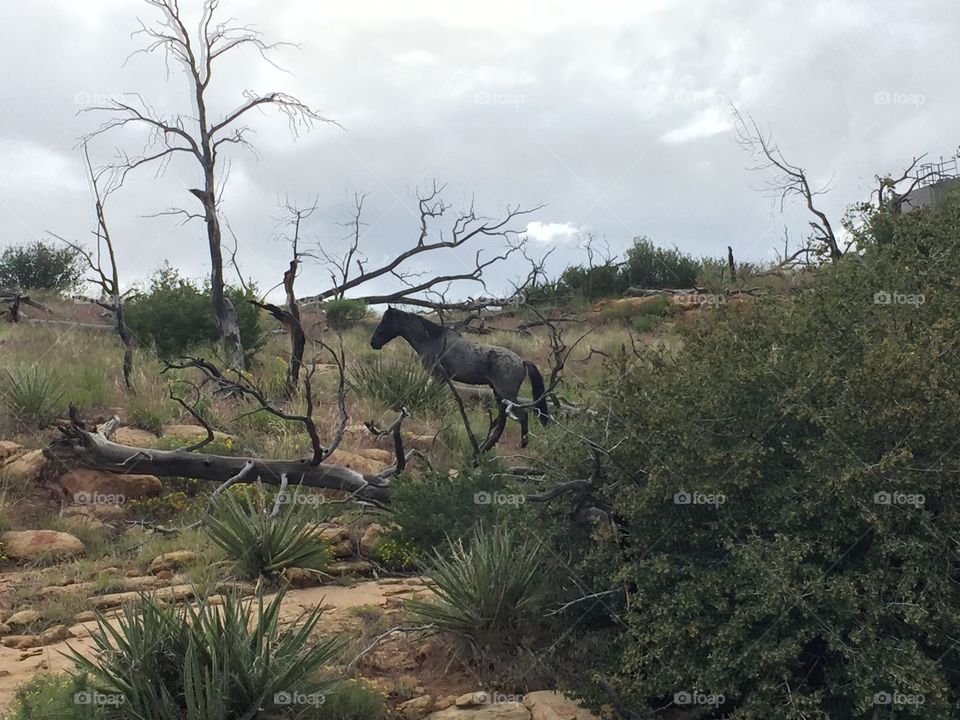 Wild horse spotted in Mesa Verde National Park. 