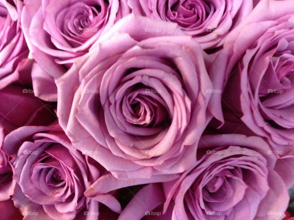 Roses lavender