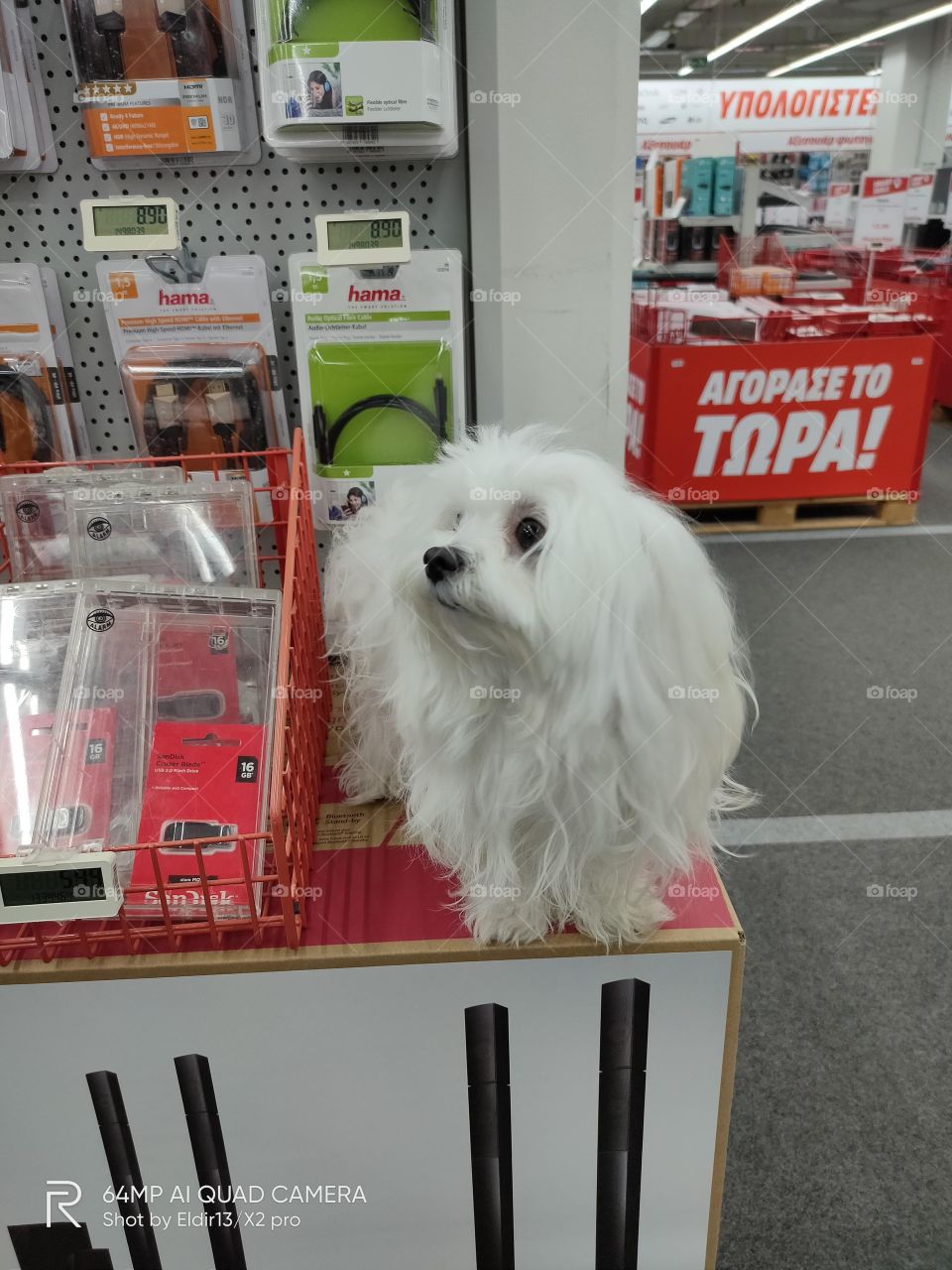 The Shopping dog