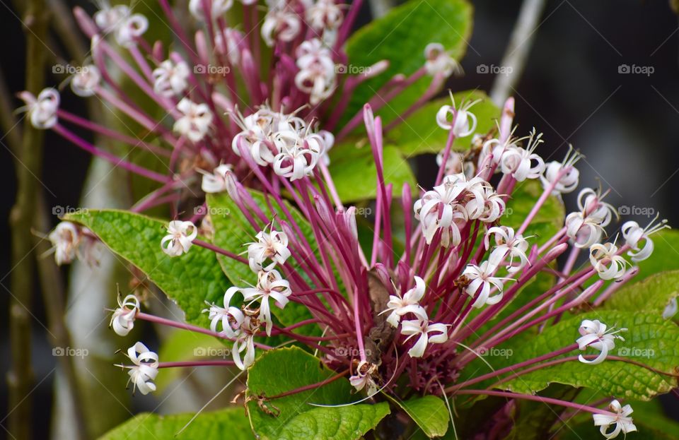 Clerodendrum quadriloculare, also known as bronze-leaved clerodendrum, fire works, Philippine glorybower, shooting star, starburst bush