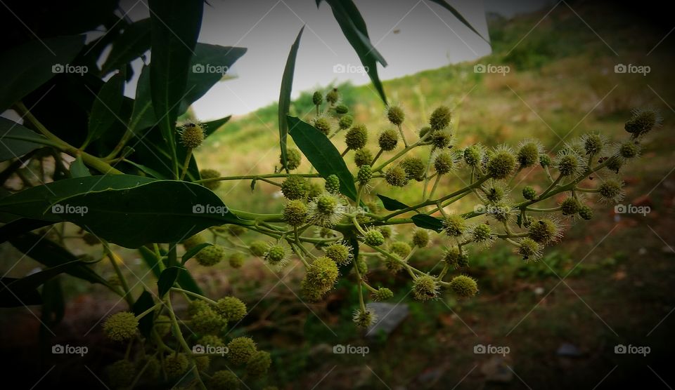 niddle fruits and small creatures