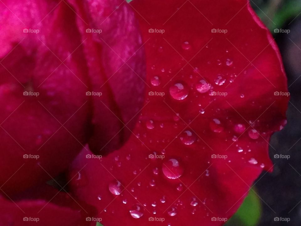 Red rose I captured on my regular walk before work . Hyde park 