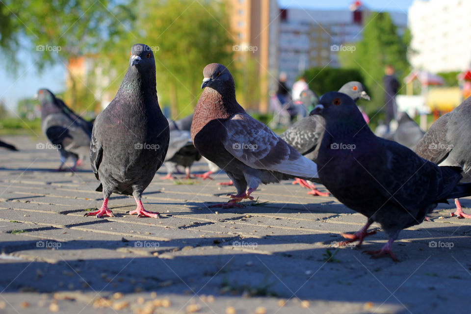 Pigeon, bird, "living being", fauna, nature, park, eat, grains, take off, landscape