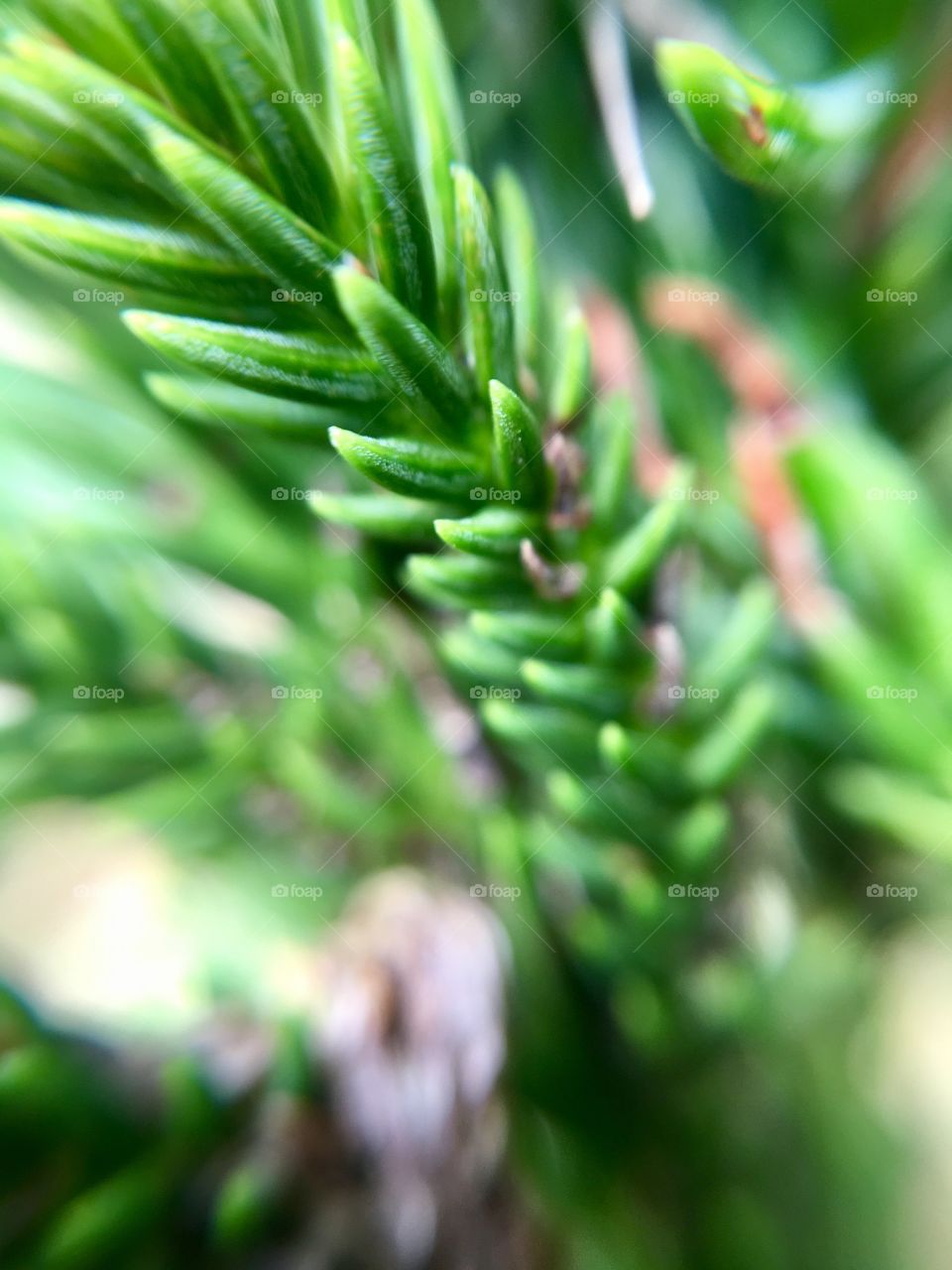 Closeup of pine needles.