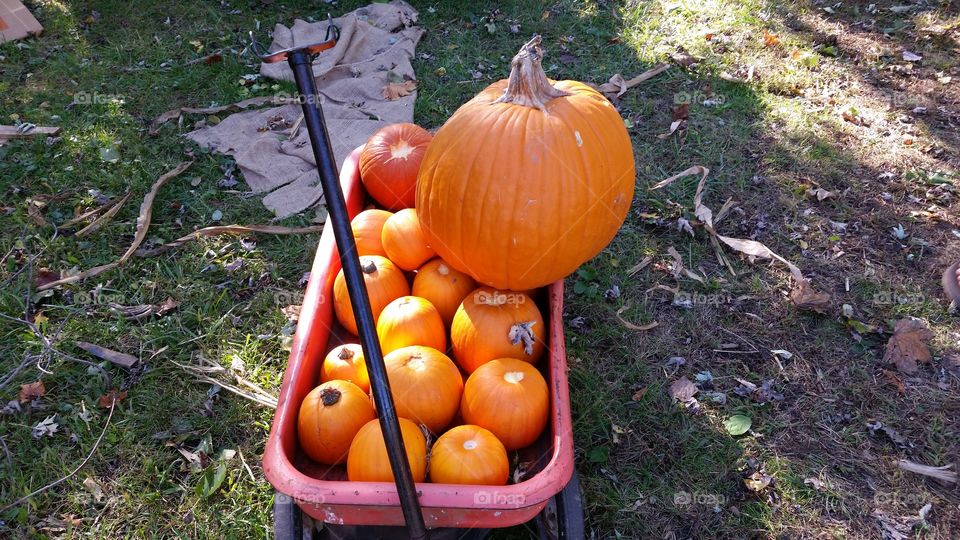 pumpkins