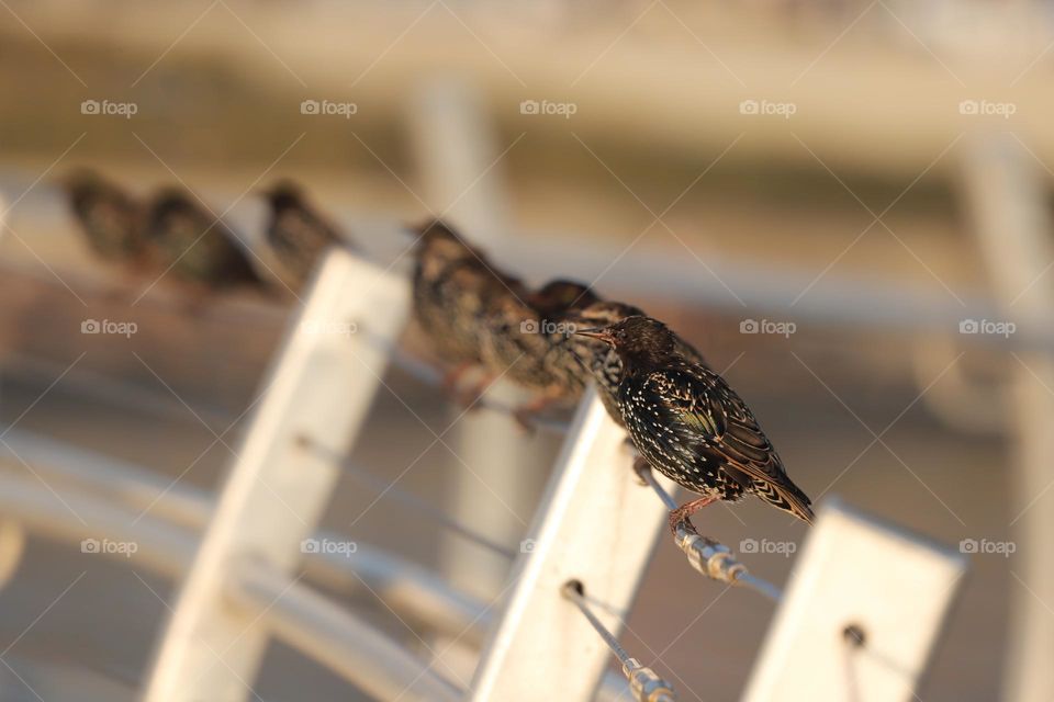 European starlings perched on a fence 