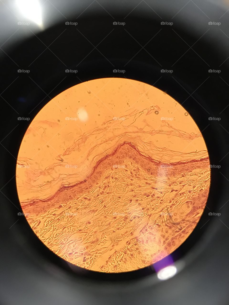 Microscopic views 19