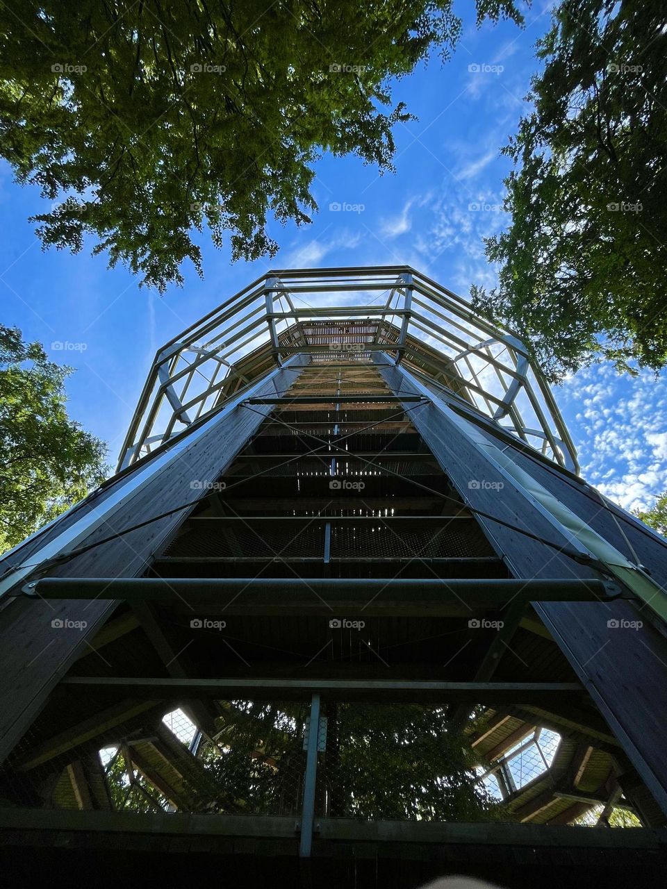 Path between the trees