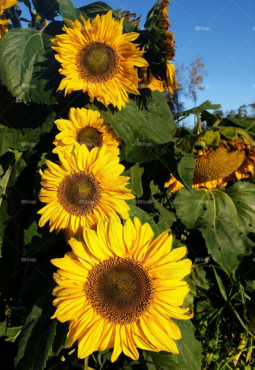 Sunflowers in the morninglight.