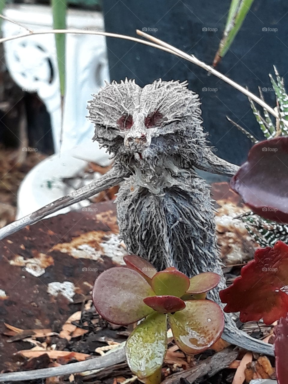 Australian BUSH yowie