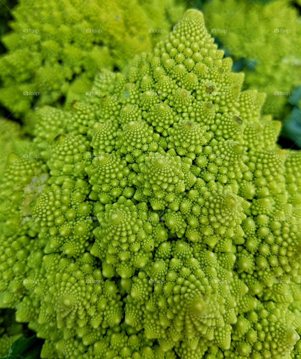 Beautiful Broccoflower!