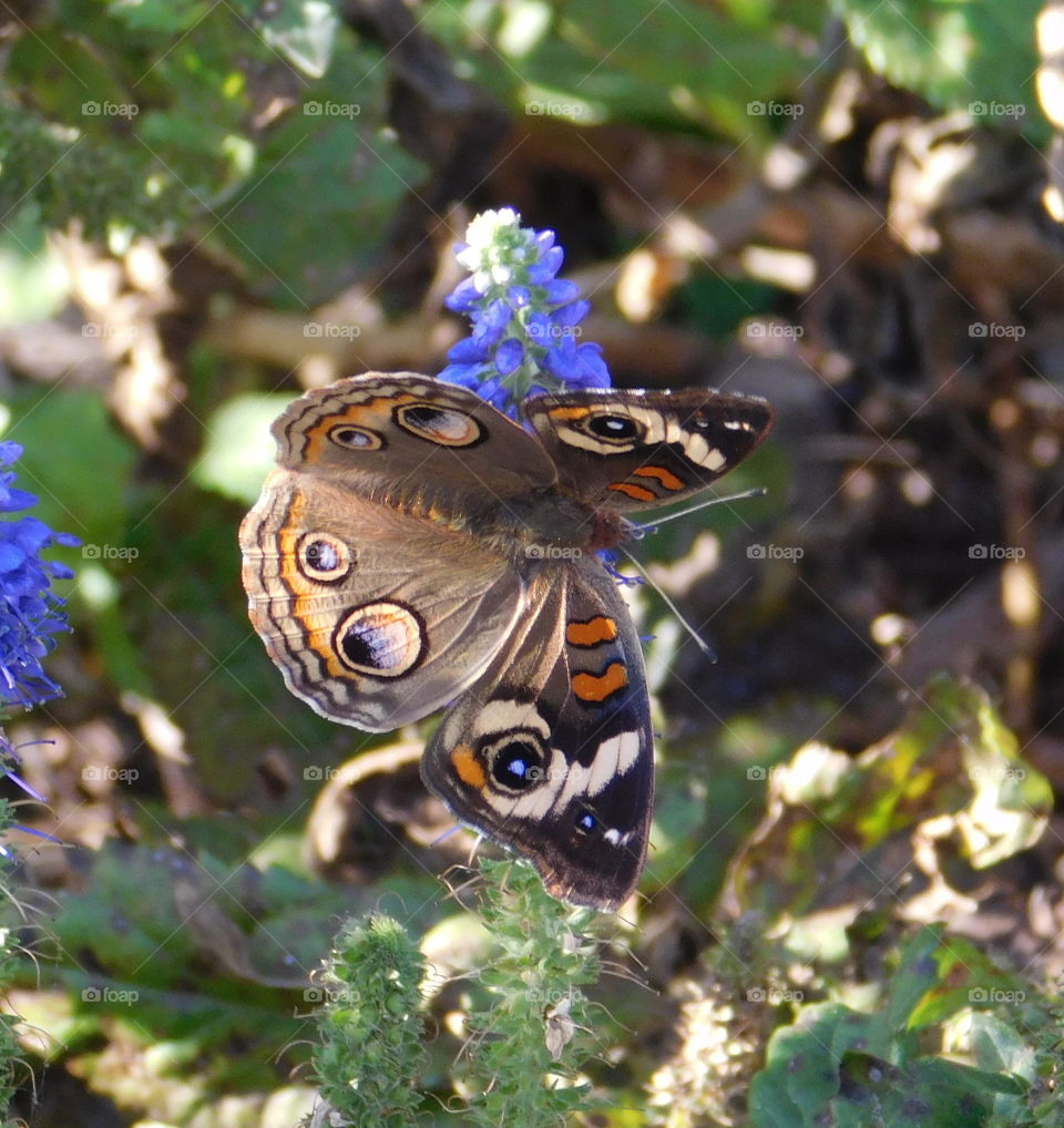 Beautiful Butterfly on a flower