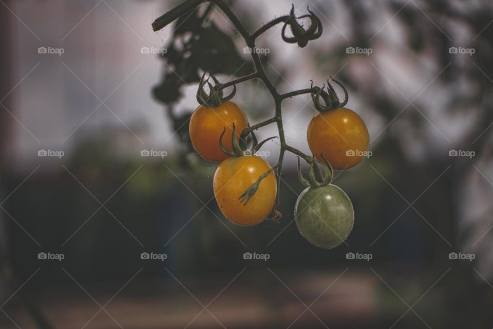 Cherry tomatoes
