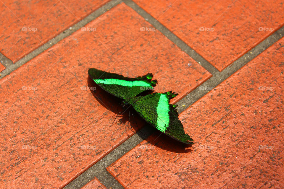 Butterfly brick