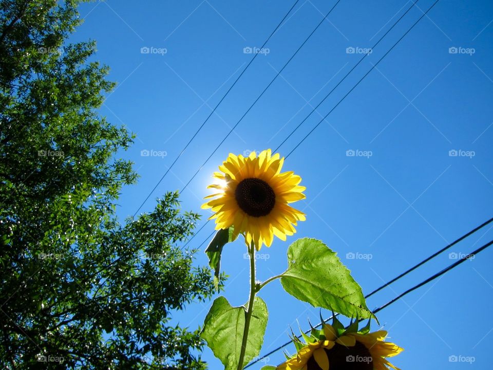 Sunflowers in sun