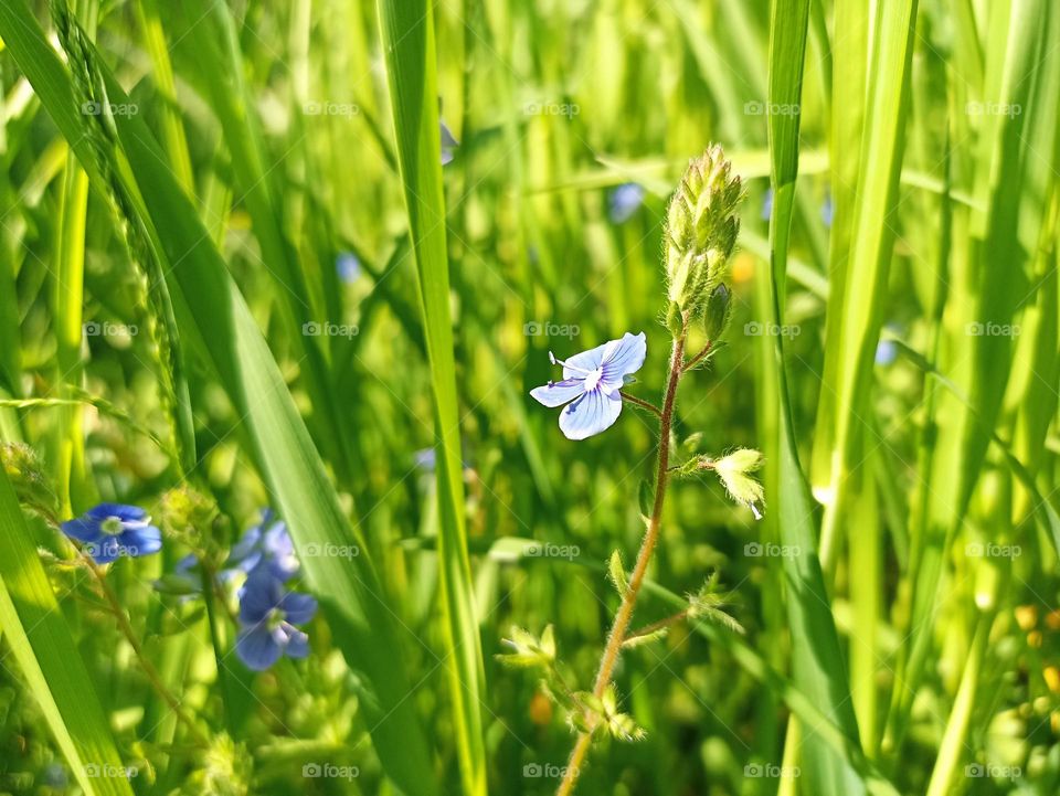 Veronica chamaedrys, the germander speedwell, bird's-eye speedwell, or cat's eyes