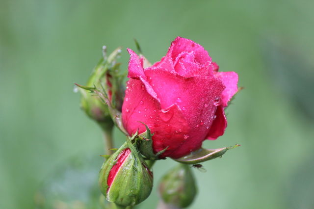 Close-up of wet rose