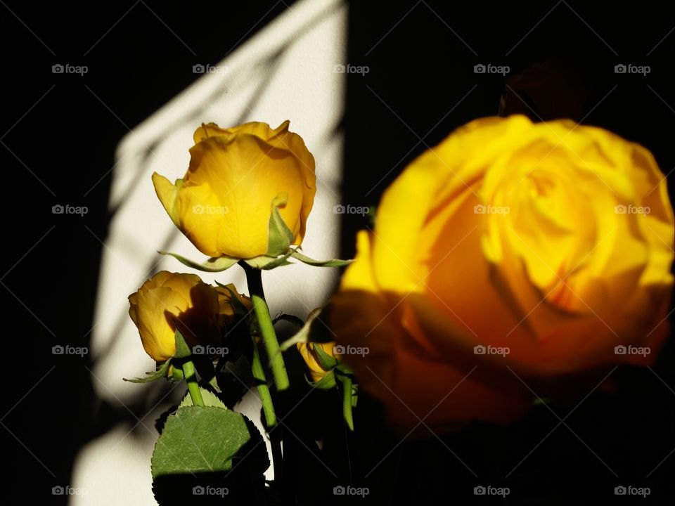 Flower, Rose, No Person, Romance, Love