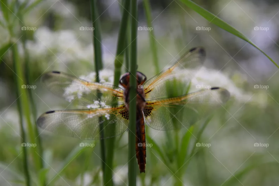 Libelle am Grashalm